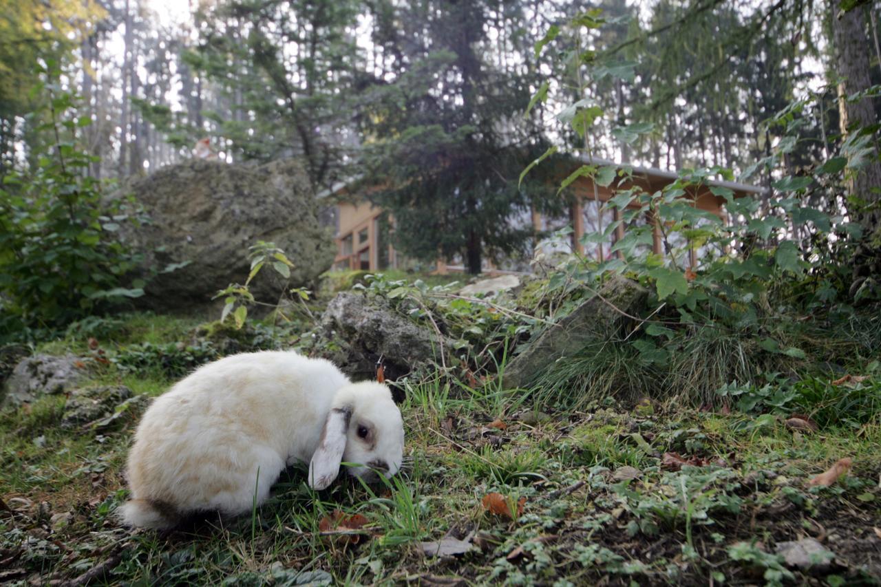 Bed and Breakfast Tierpark Buchenberg Waidhofen an der Ybbs Exterior foto