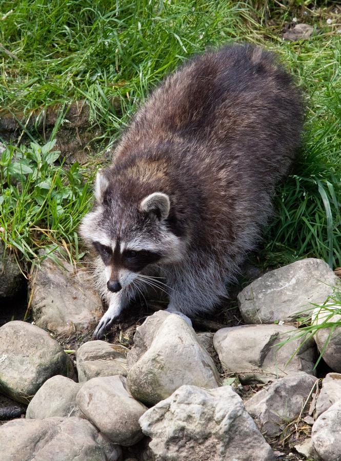 Bed and Breakfast Tierpark Buchenberg Waidhofen an der Ybbs Exterior foto