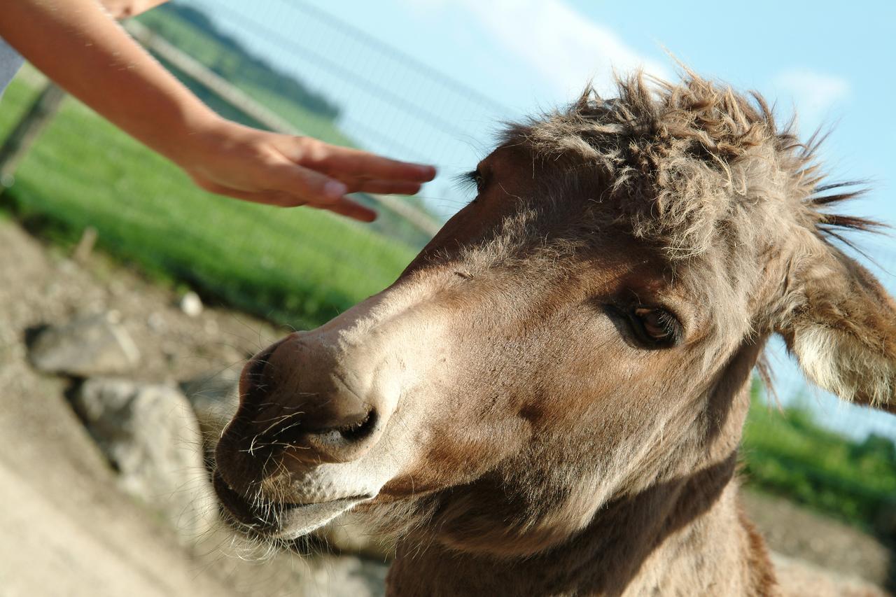 Bed and Breakfast Tierpark Buchenberg Waidhofen an der Ybbs Exterior foto